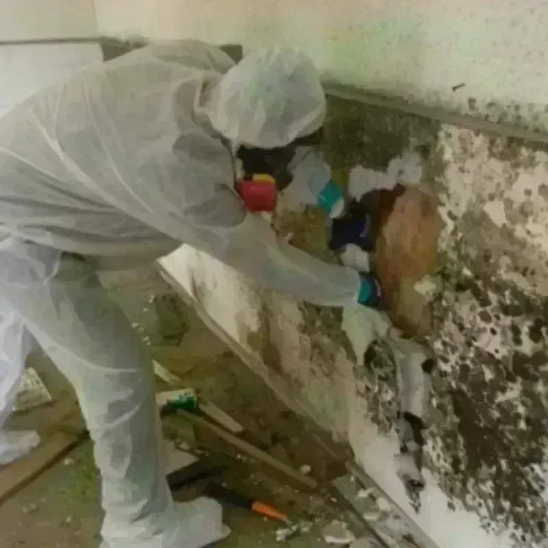 Best Mold Remediation and Removal Service in Harrisville, RI